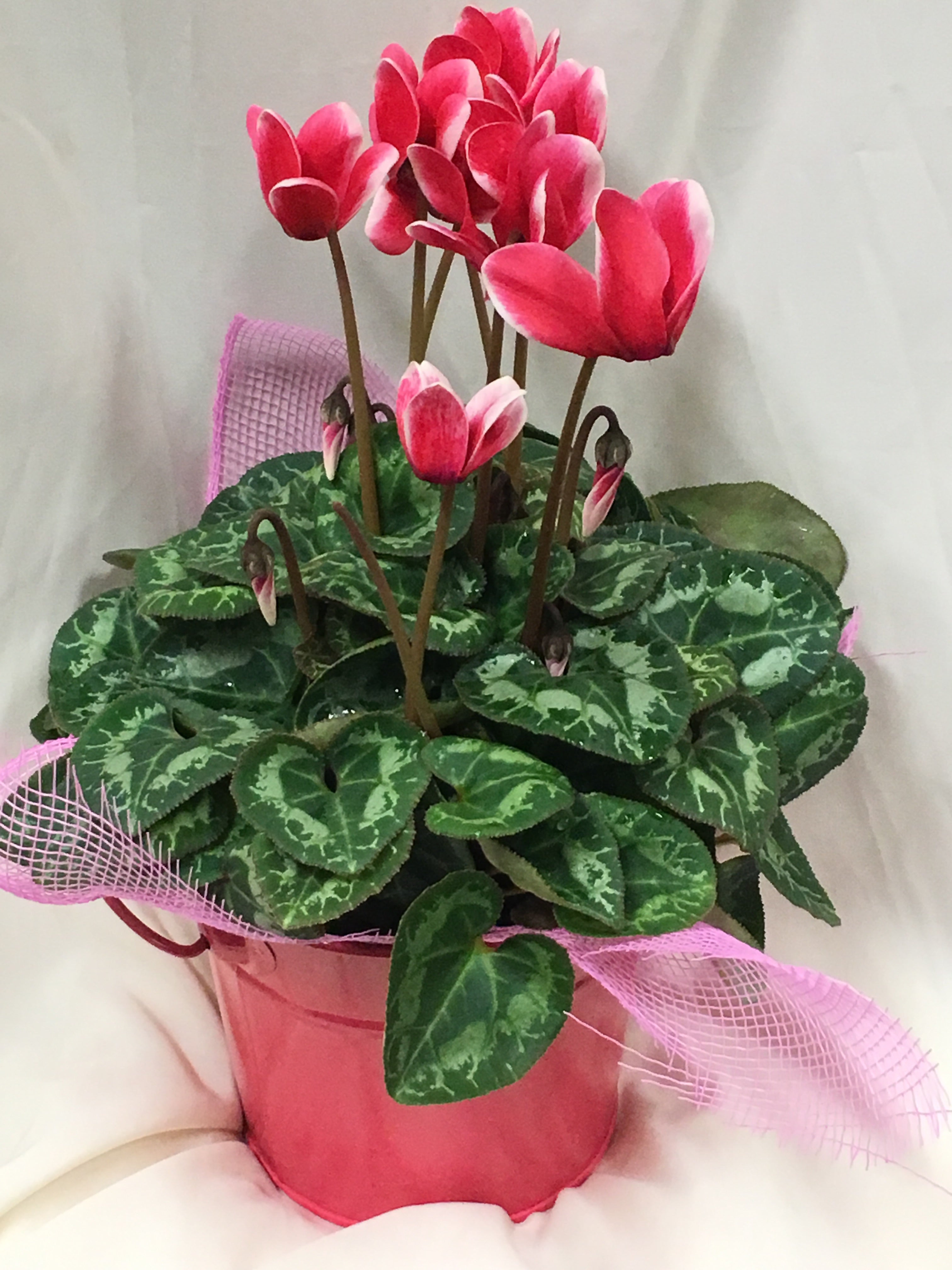 Mini Cyclamen in a Tin