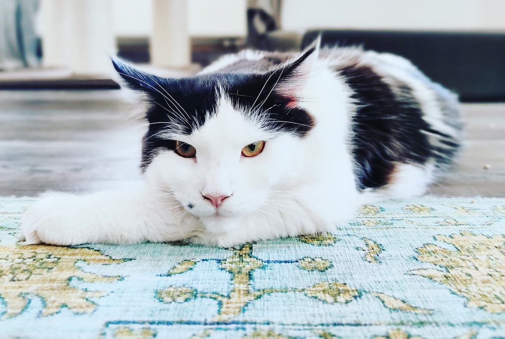 Katze auf waschbaren Teppich