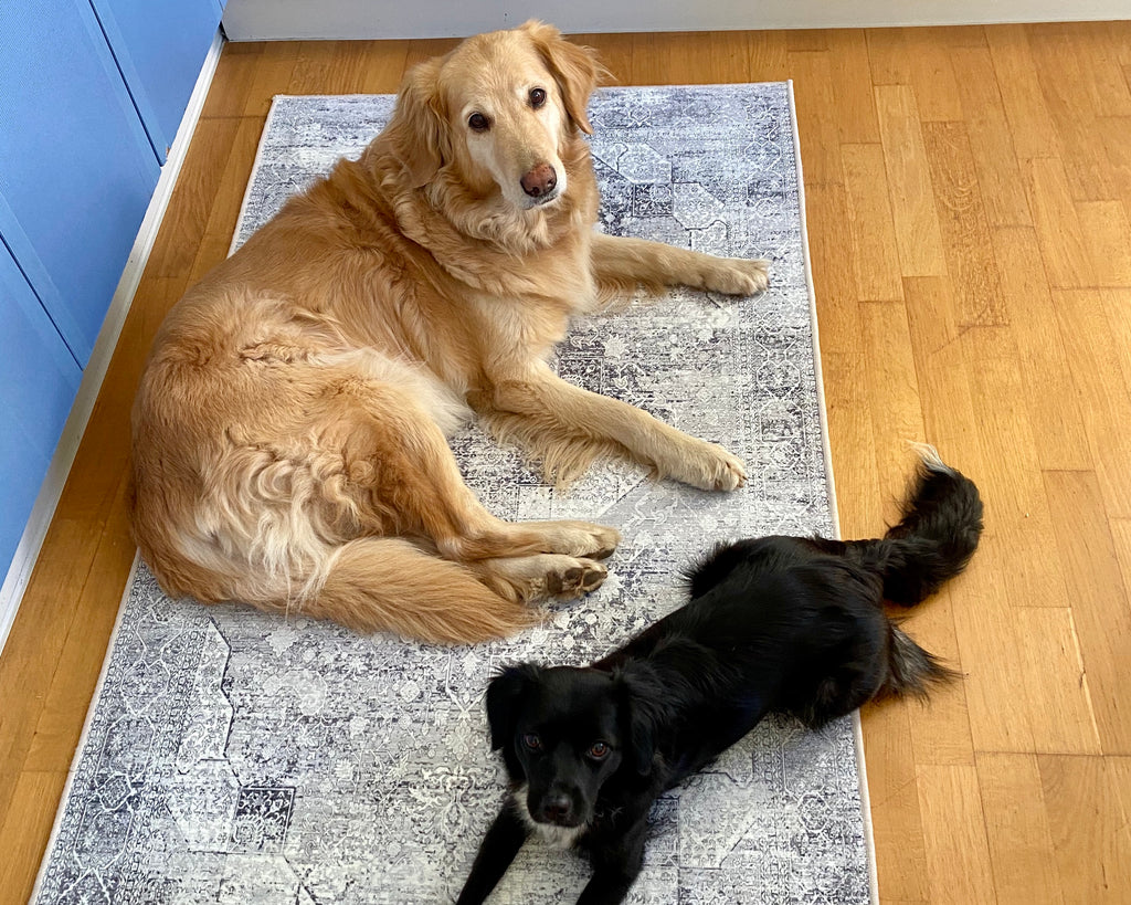 Teppich für Haustierbesitzer