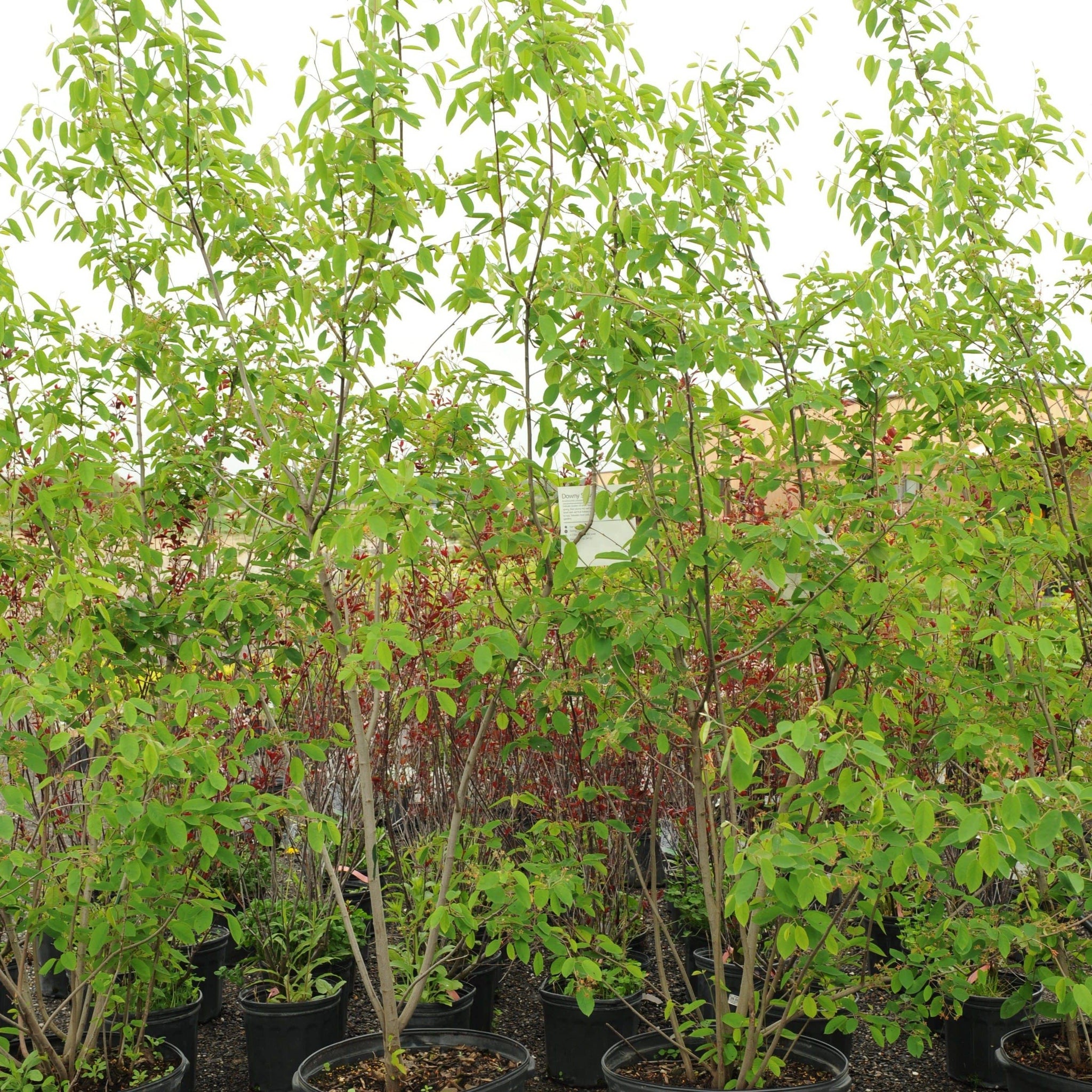 downy serviceberry