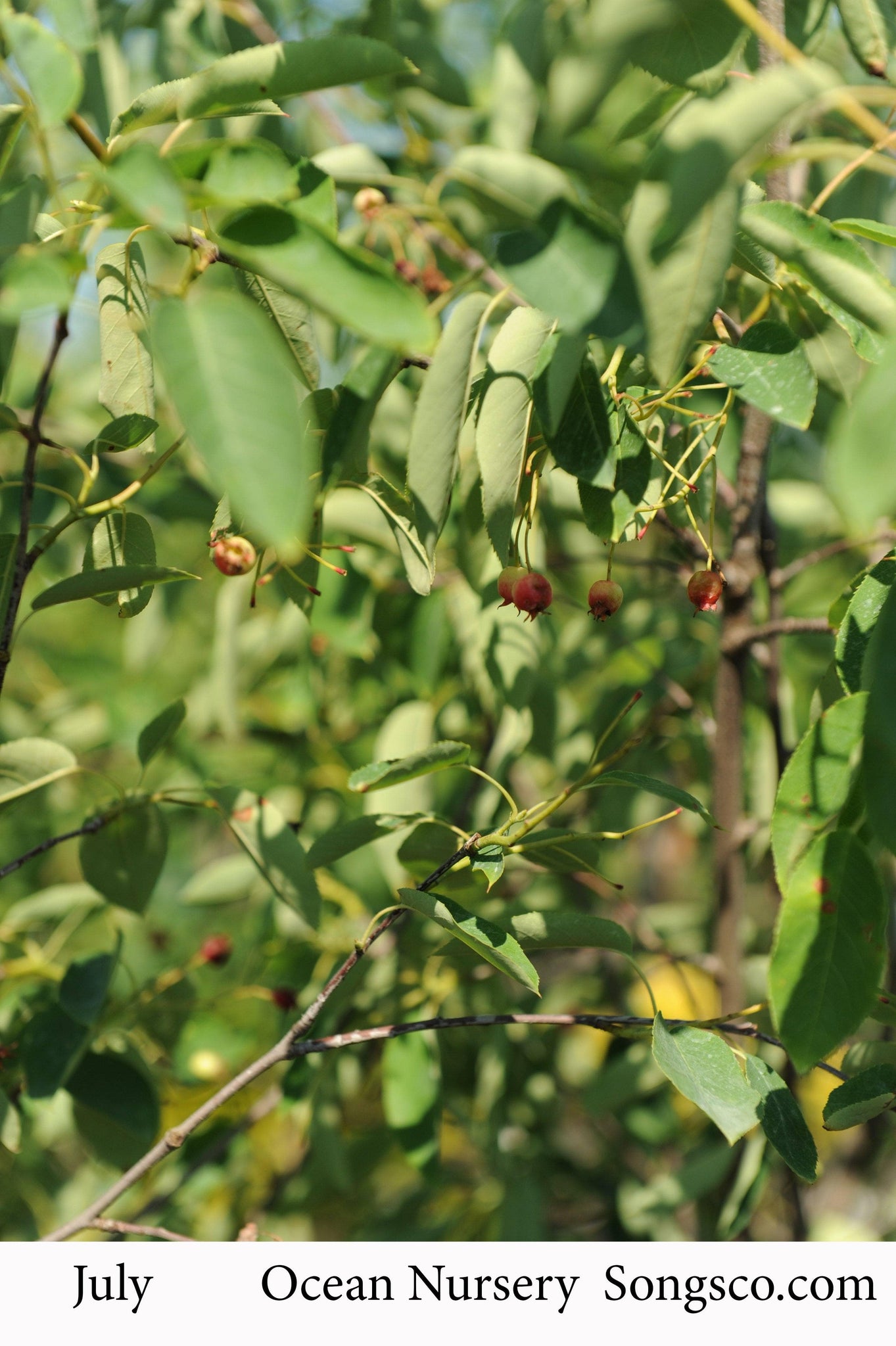 downy serviceberry