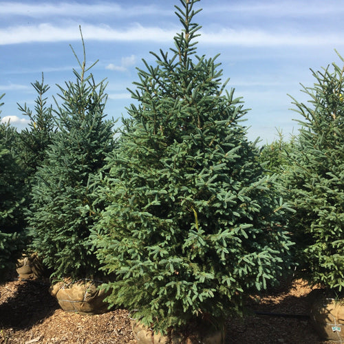 Globe Blue Spruce (tree form) (Picea pungens 'Globosa (tree form)') in Red  Deer Sylvan Lake Lacombe Blackfalds Innisfail Alberta AB at Parkland Garden  Centre