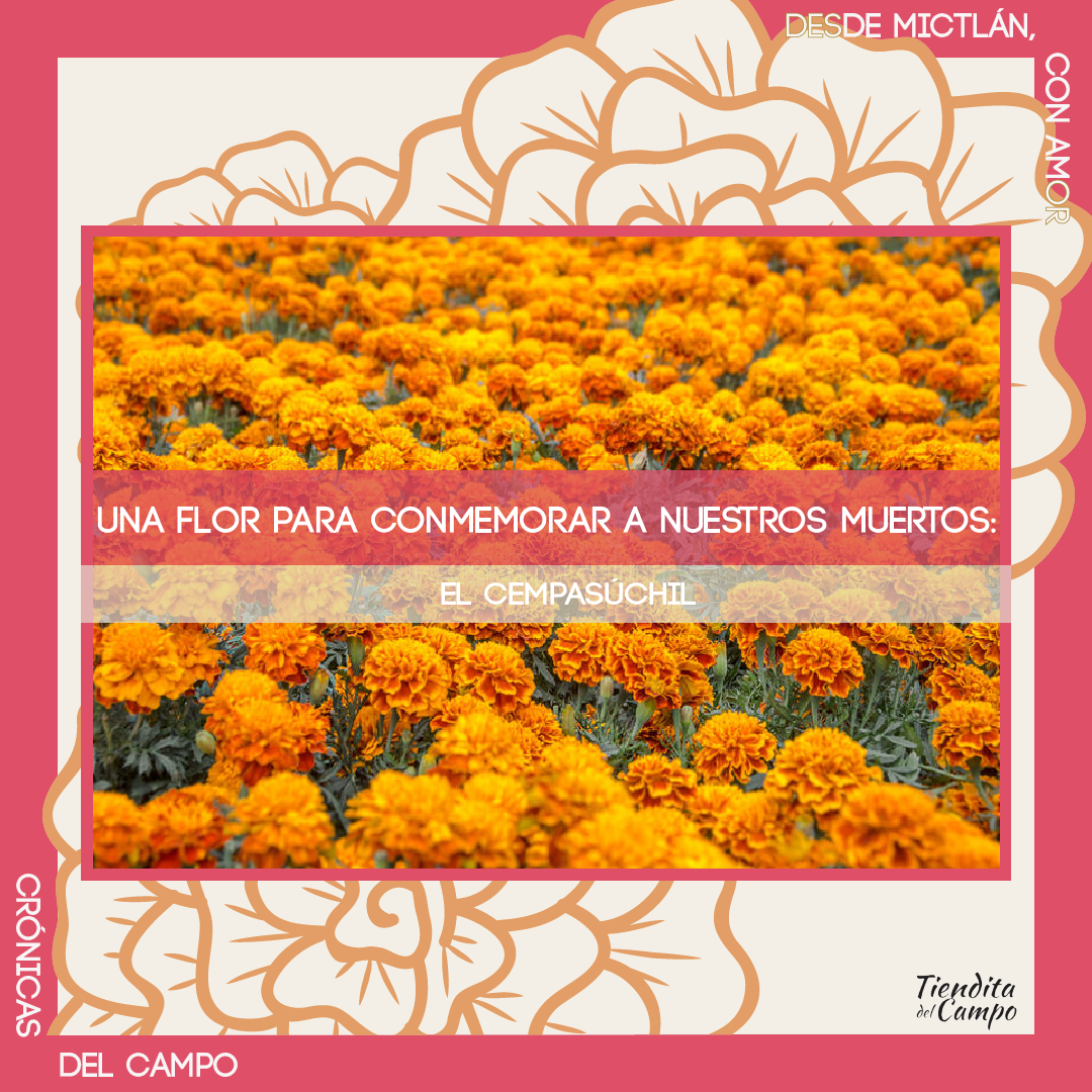 Una flor muy mexicana: Cempasúchil – Tiendita del Campo