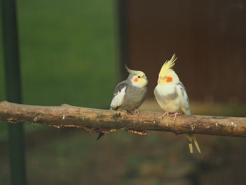 Bird couples