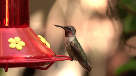 Hummingbird and Birdfy