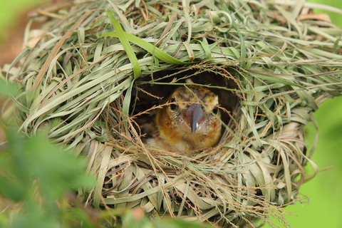 bird nest