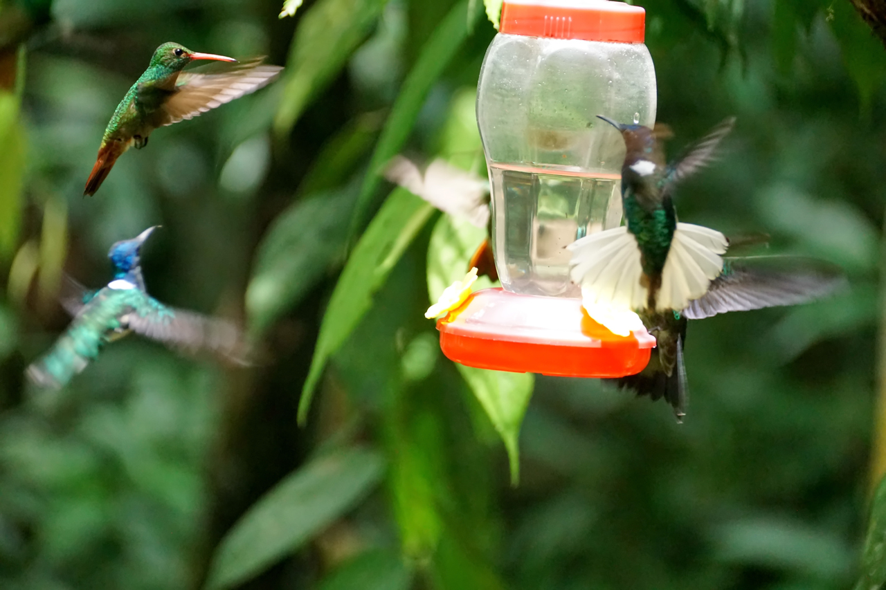 Top 6 Hummingbird Feeder Mysteries You Must Know – Birdfy