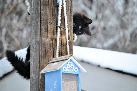 bird in winter