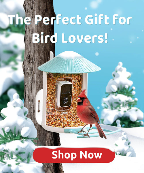 Mangeoire à oiseaux avec caméra, Netvue Birdfy Smart Bird Feeder