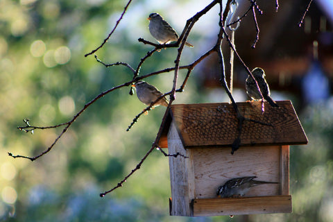 backyard feeder