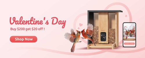 banner1-Valentine's-day3.jpg__PID:1b0bade3-ae92-430c-9b2f-4c35a381d102