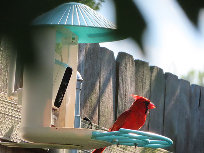 Birdfy Feeder Camera