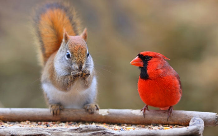 Squirrels and Bird