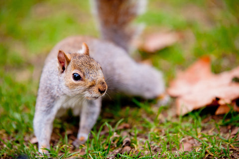 Squirrel in Backyard