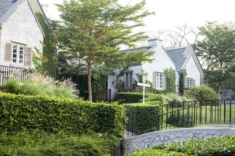 green trees and plants at the front yard