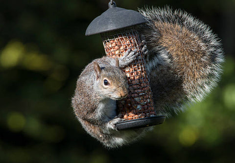 Squirrel-proof Bird Feeder