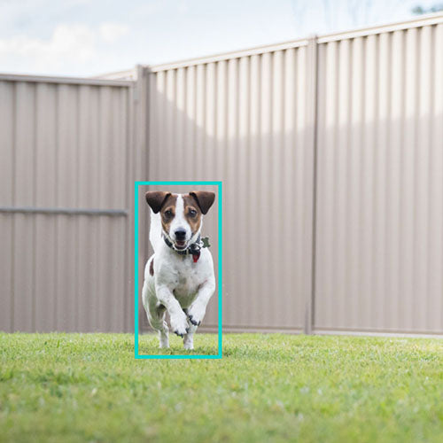 Pet Detection