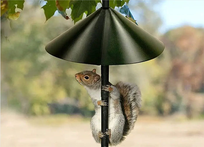 Squirrel Baffle