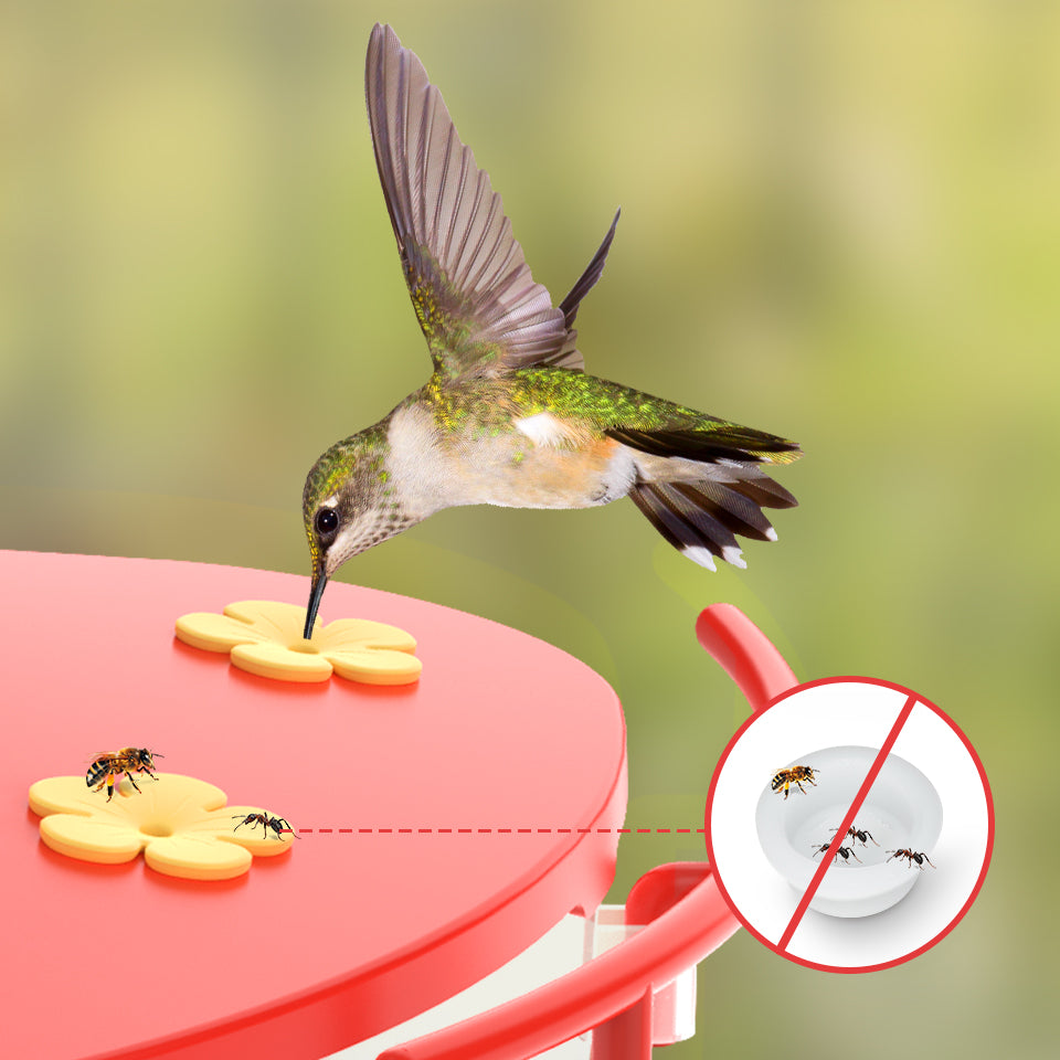 Attract Hummingbirds Easily with Birdfy Hummee Extension – netvue