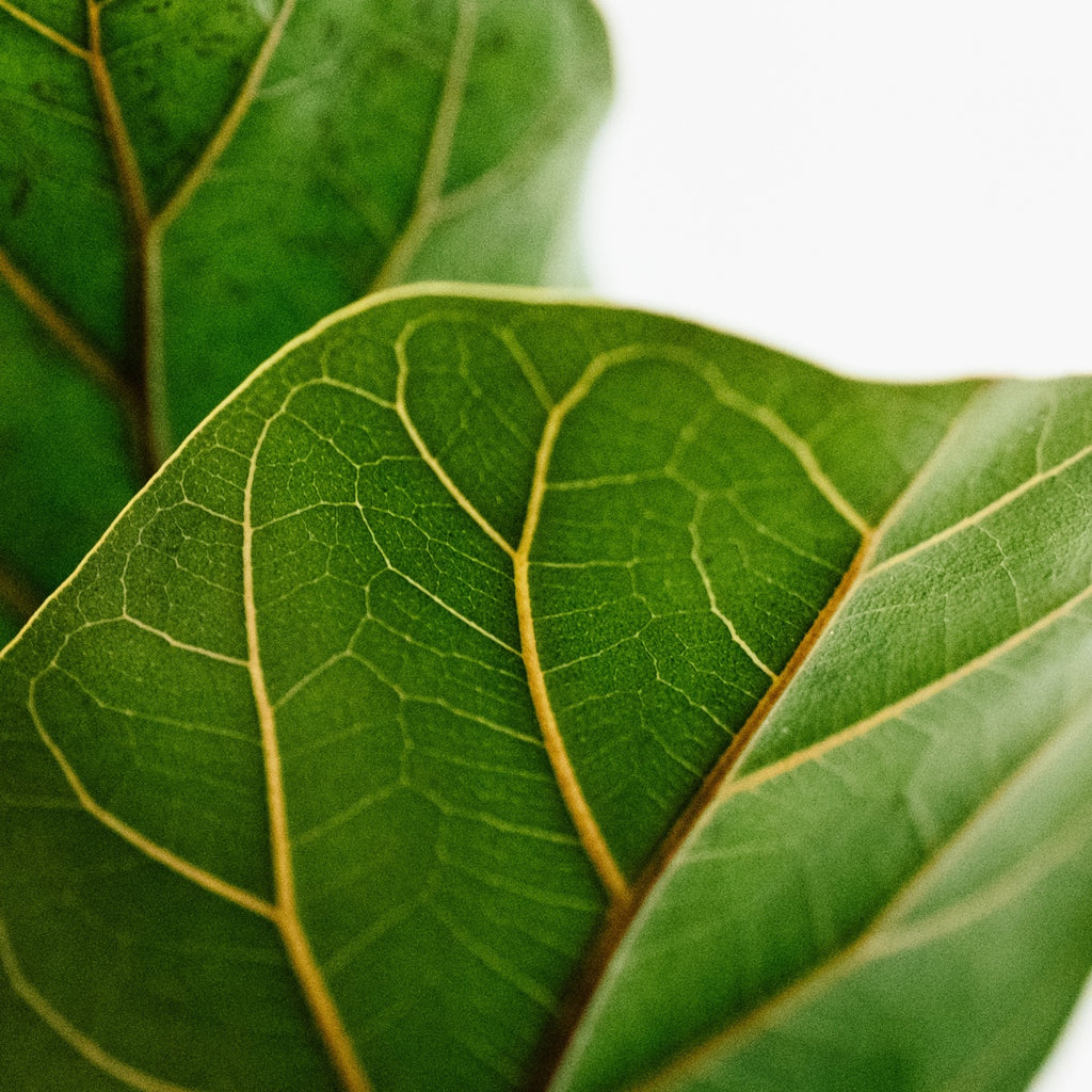 Close up image of plant leaves 