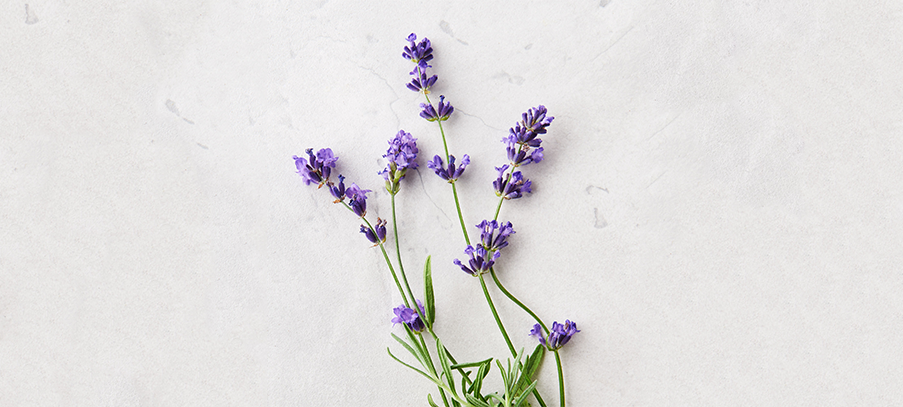 Lavender Flower