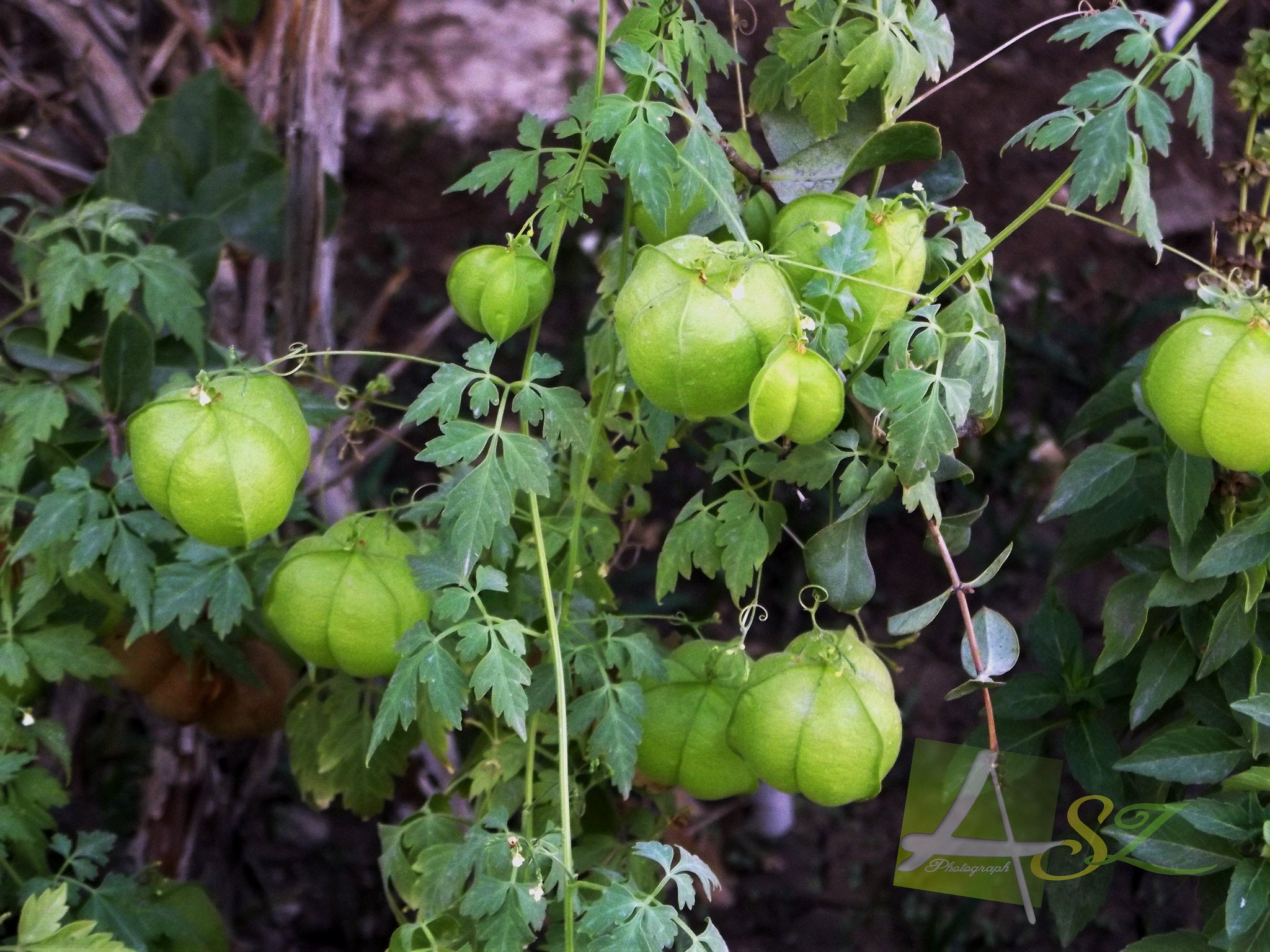 Balloon Vine Love In A Puff Cardiospermum Halicacabum Seeds R B Floridaseeds