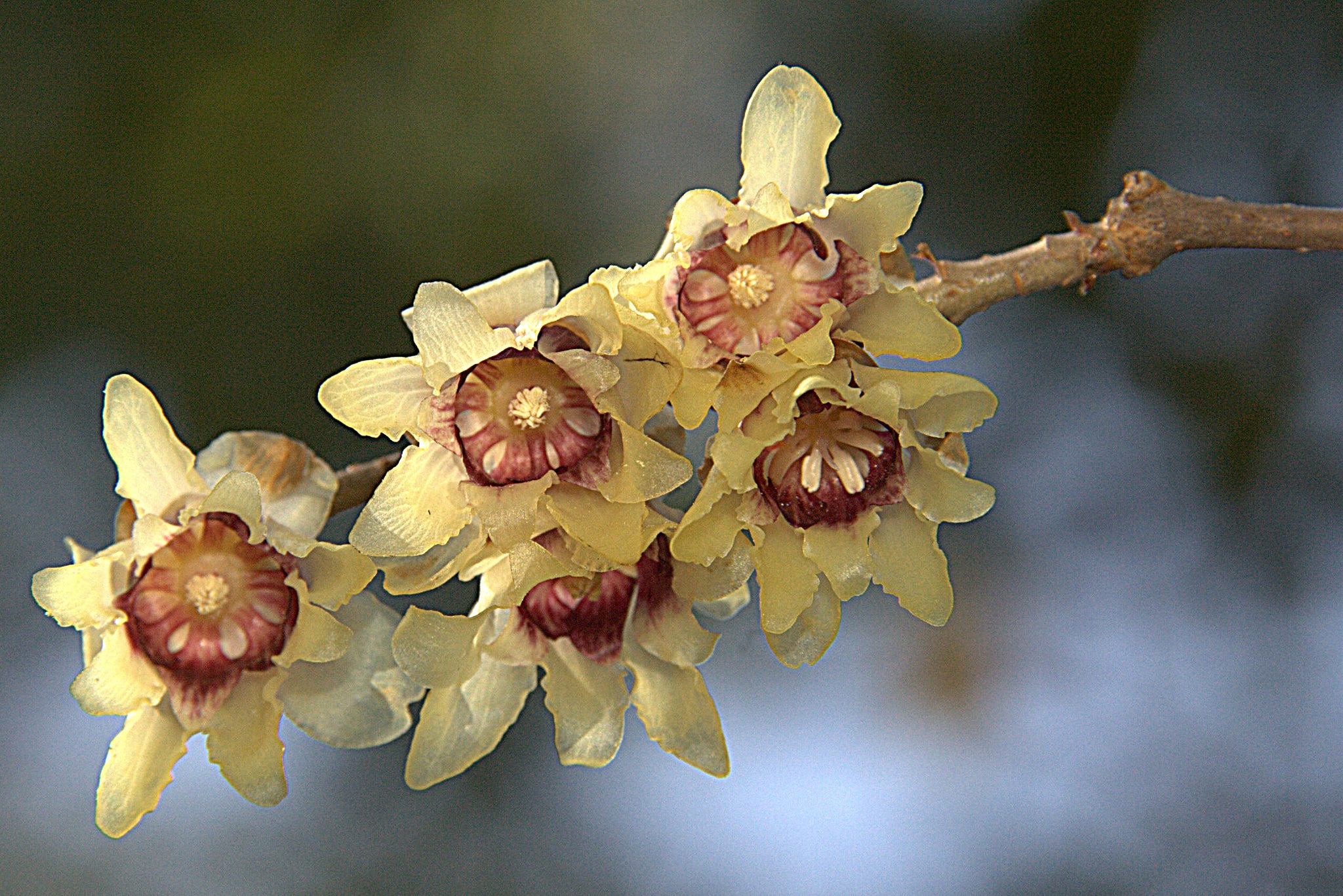 Wintersweet by E. Davies