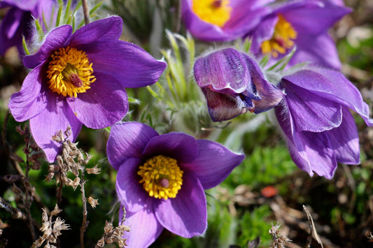 Moss Rose Portulaca grandiflora 500 Seeds USA Company – R&B Floridaseeds