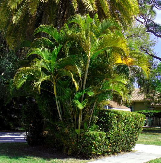 Carnauba wax palm, plant