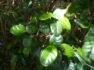 coccoloba diversifolia flowers