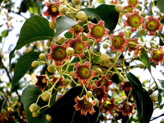  Queensland Bottle Tree Seeds Brachychiton Rupestris Exotic  Tropical Tree Bonsai 5 Seeds : Patio, Lawn & Garden
