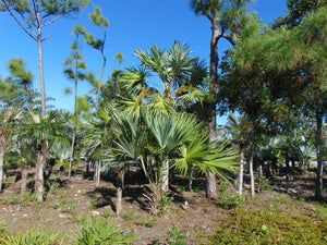 Key Thatch Palm Thrinax morrisii 20 Seeds