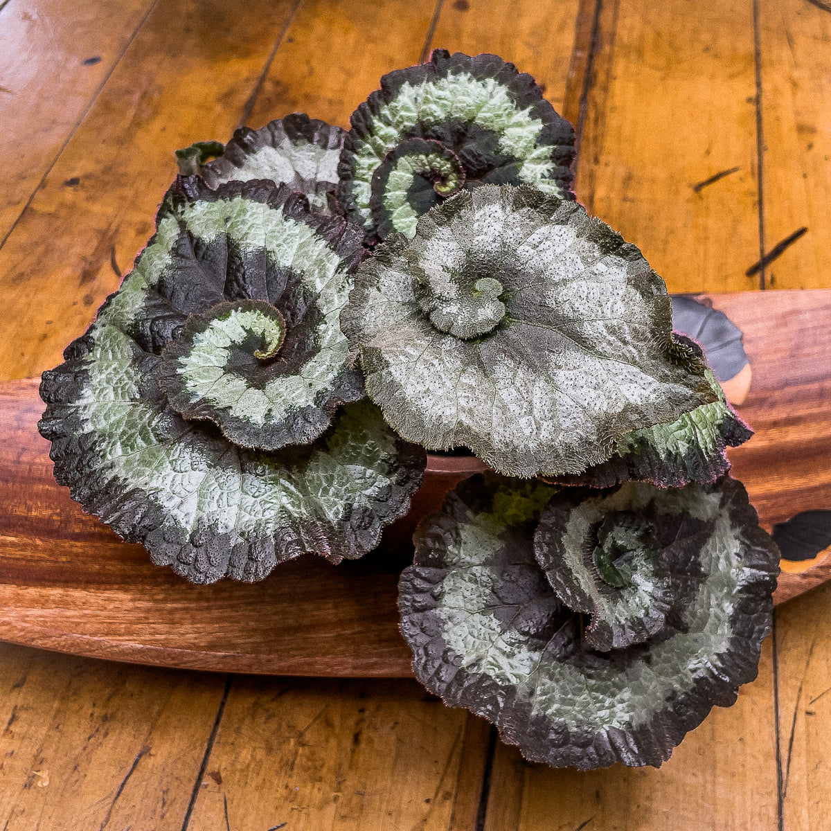 Begonias – Naukewe Chile
