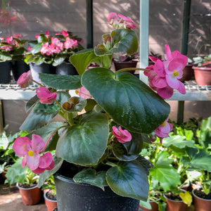 Begonia porcelana – Naukewe Chile