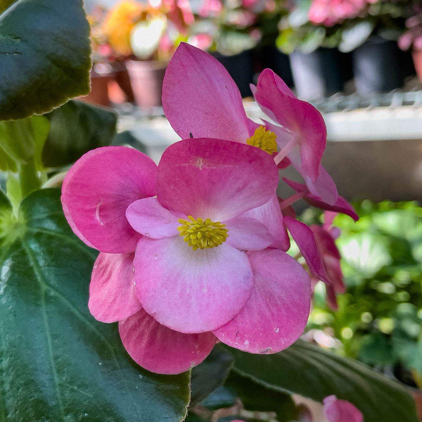 Begonia porcelana – Naukewe Chile