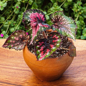 Begonia rex - Compra online y recibe en tu casa – Naukewe Chile