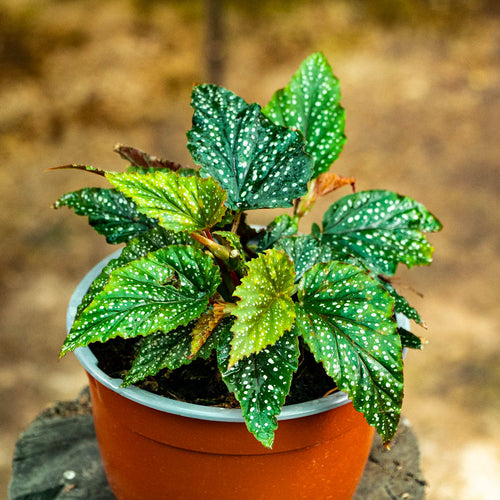 Plantas de interior – Etiquetado 