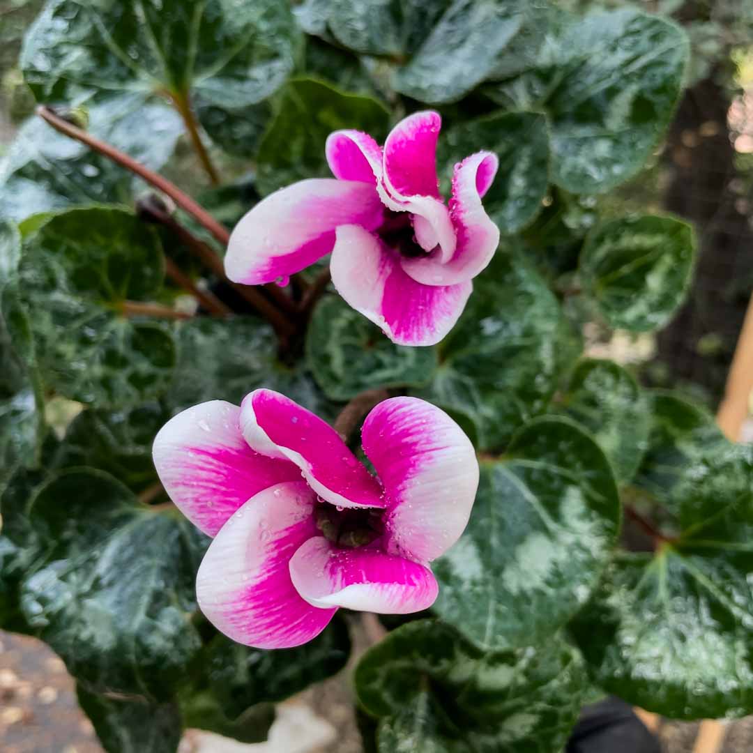 Violeta de persia - Cyclamen - Compra online y recibe en tu casa – Naukewe  Chile