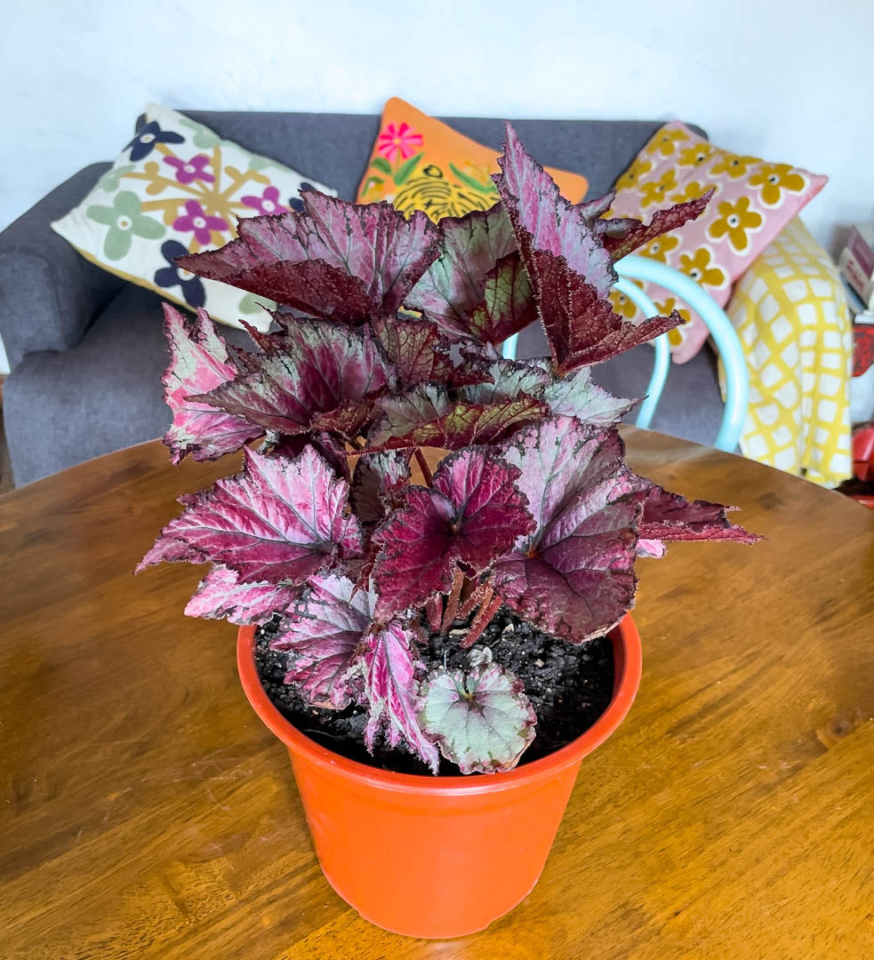 Begonia rex - Compra online y recibe en tu casa – Naukewe Chile