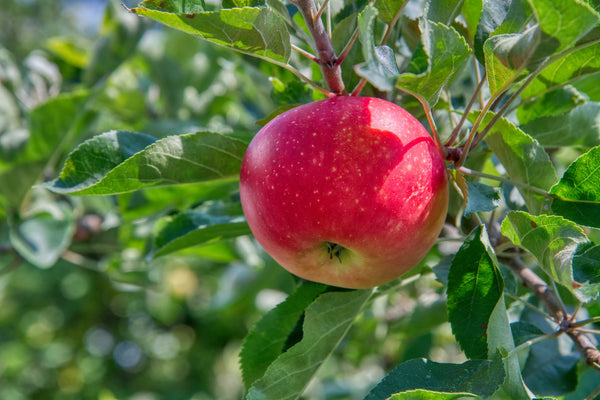 roter Apfel hängt an einem Baum