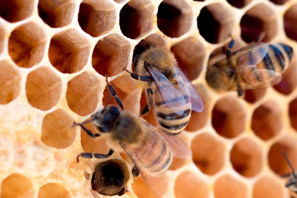 Bienen produzieren Honig in Honigwaben
