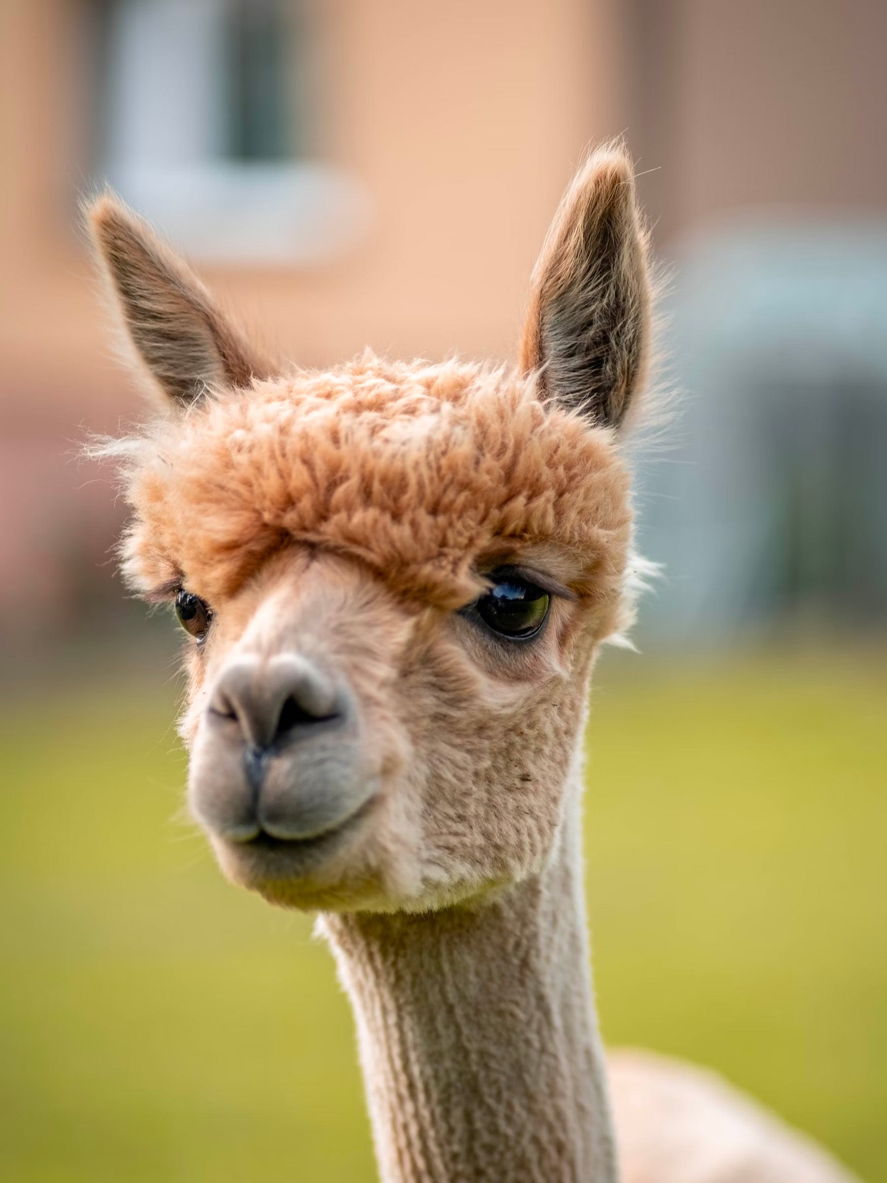 Alpaca-lashes