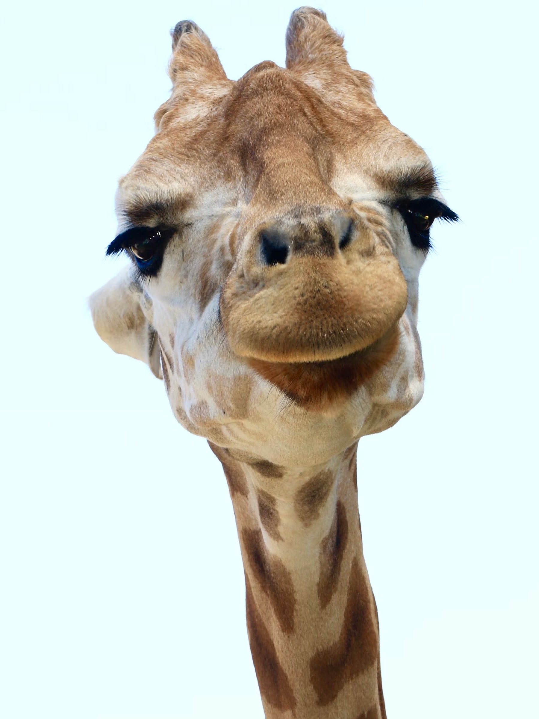 Giraffe-lashes