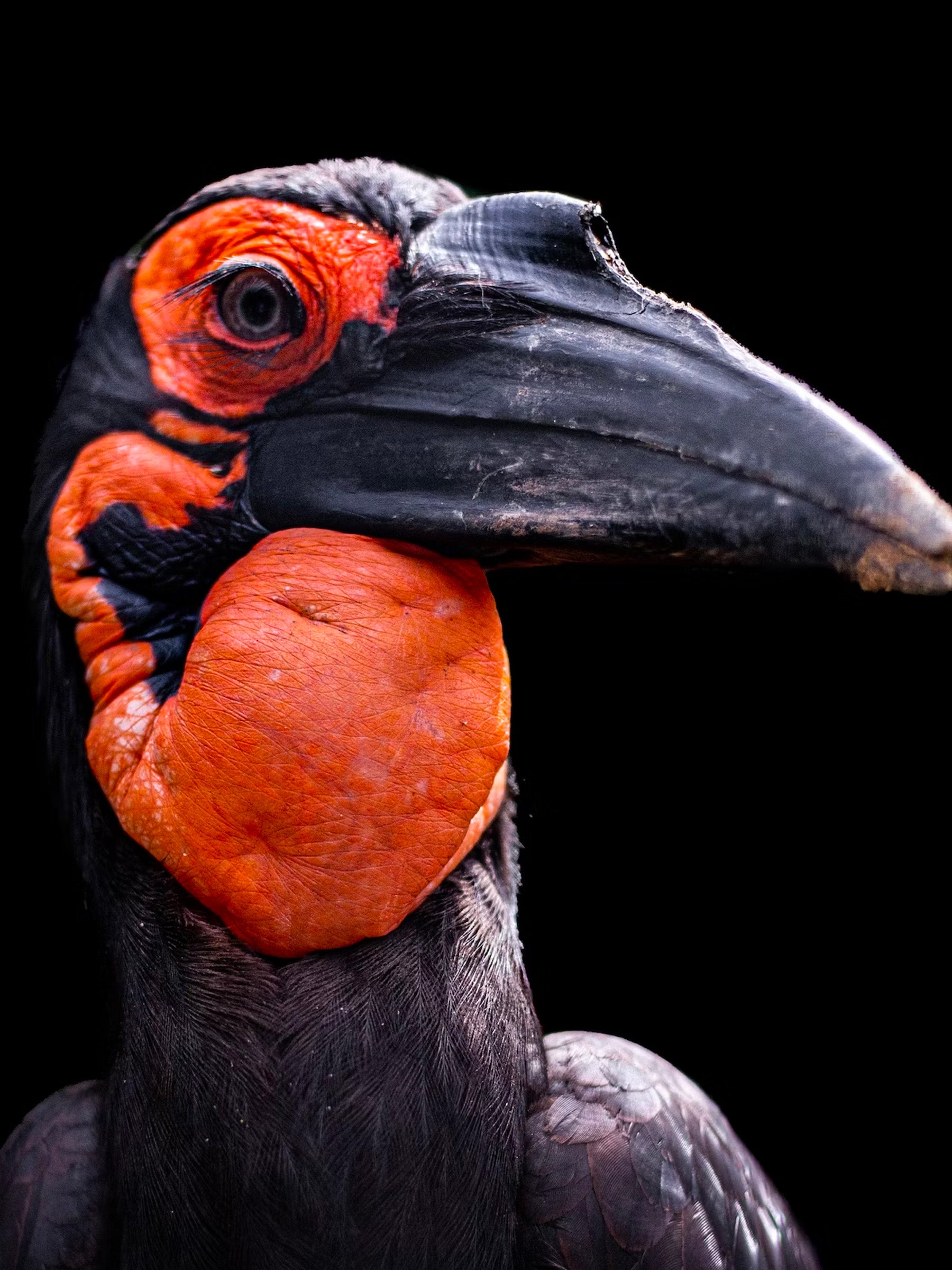 The Ground Hornbill