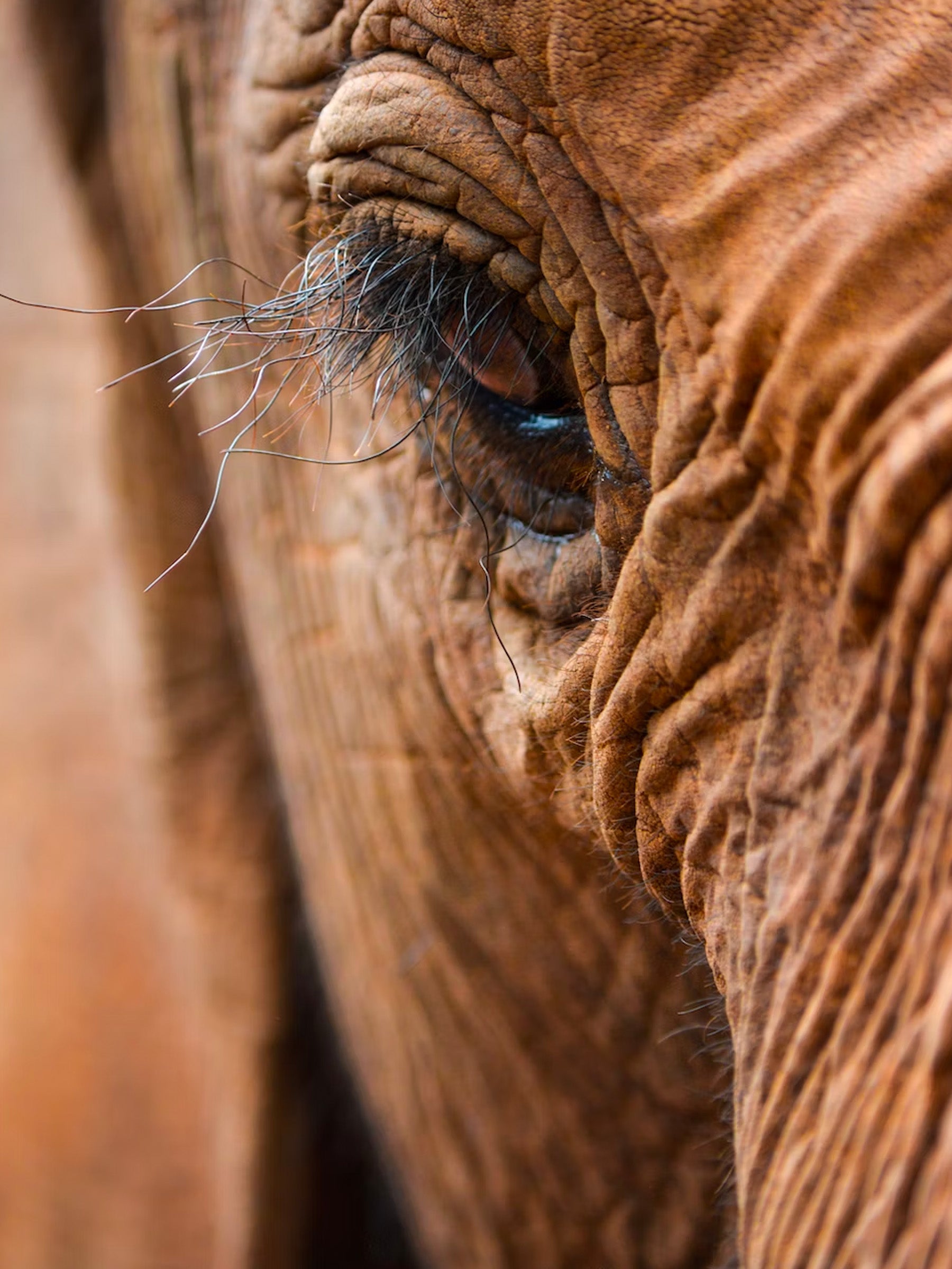 elephant-lashes