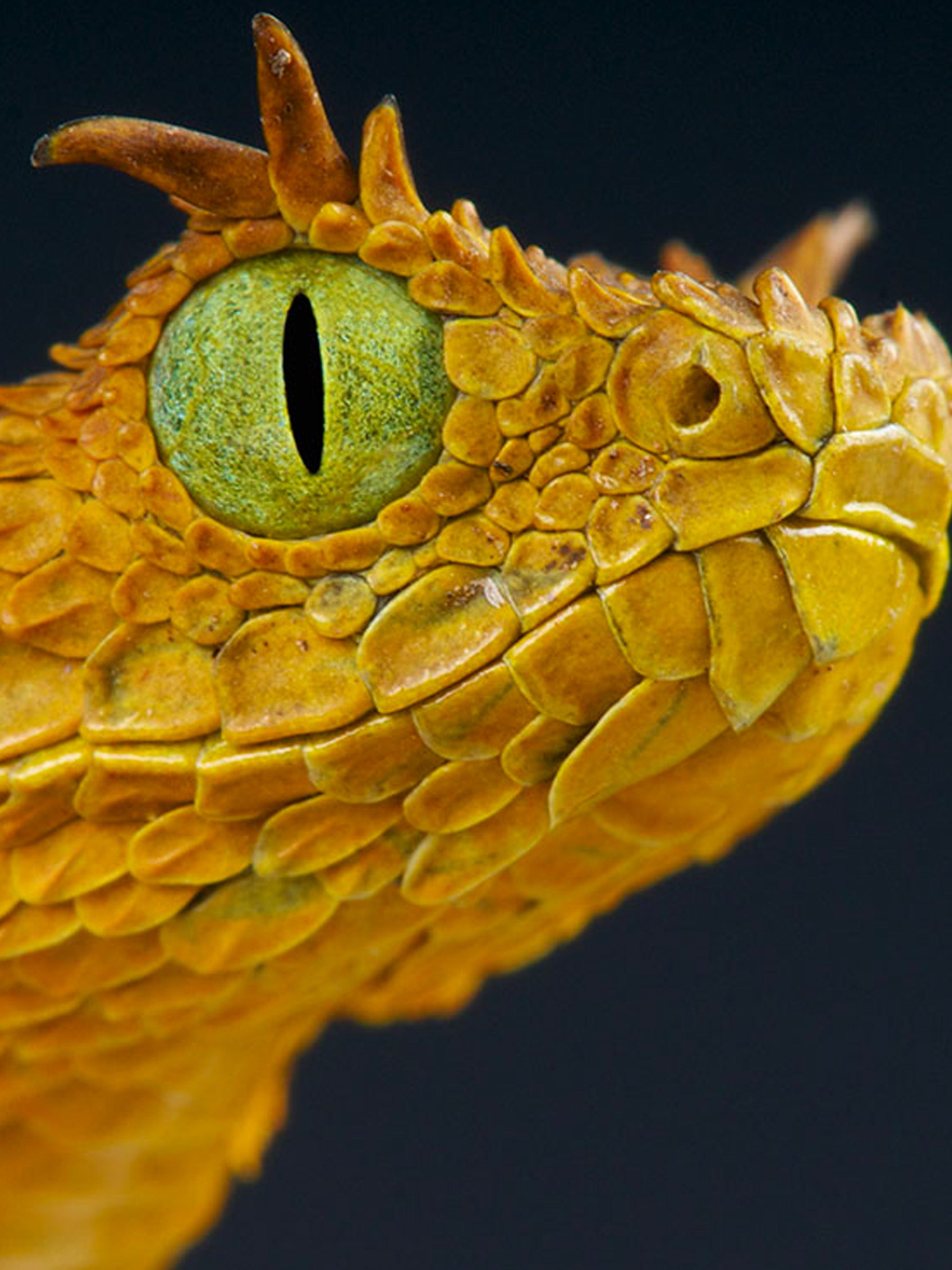 eyelash-palm-viper-lashes