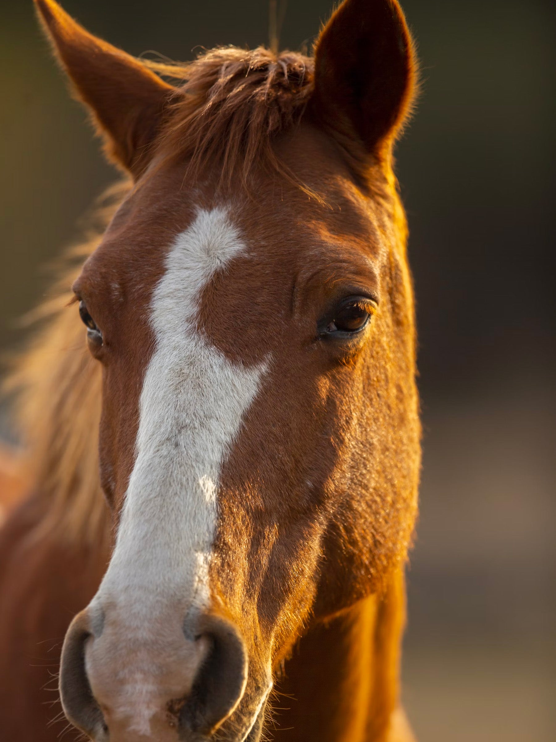 horse-lashes