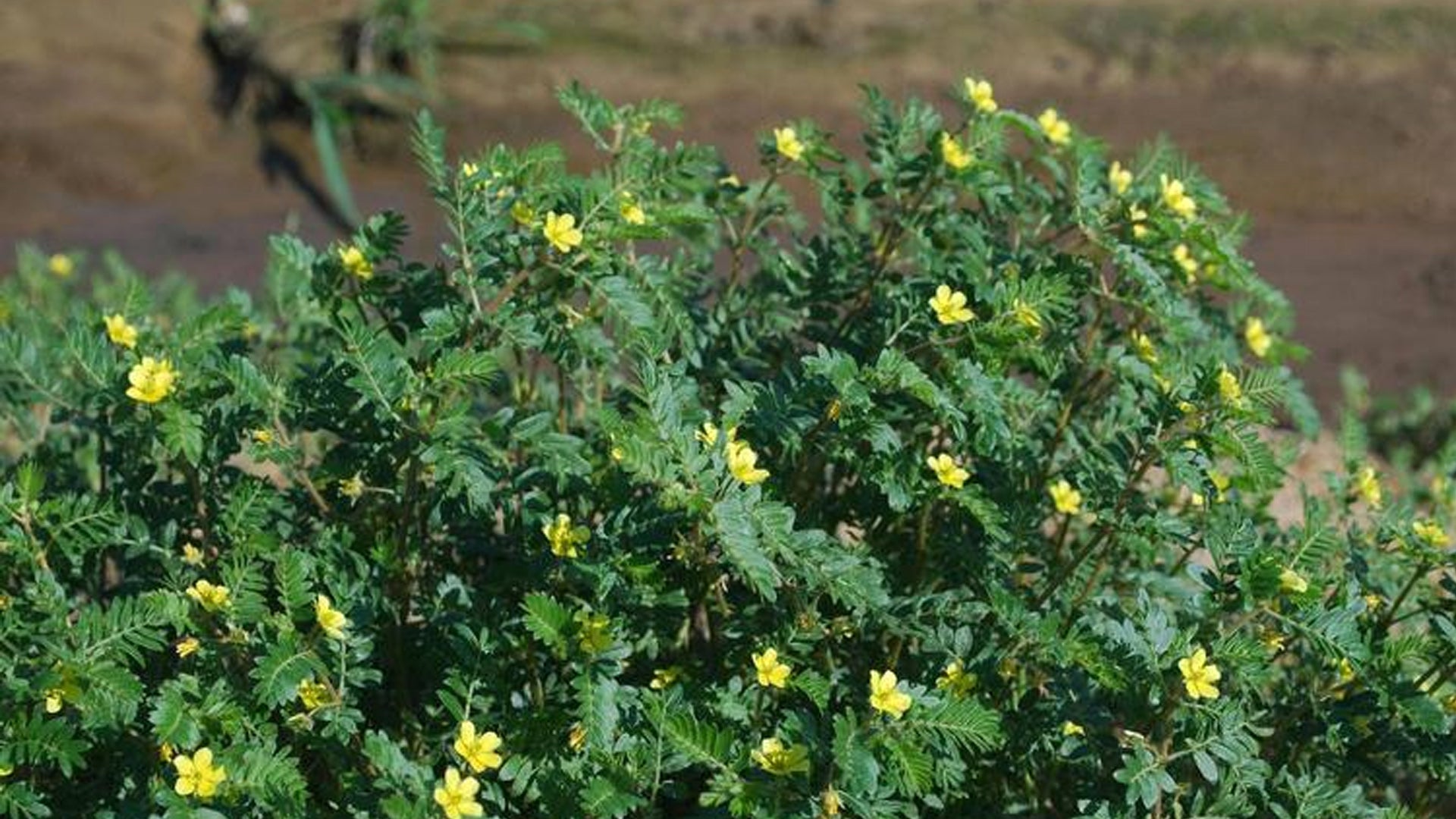 Goat head plant