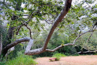 San Diego mountain bike rides