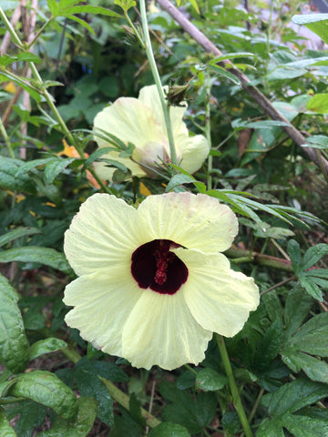 yellow kenaf hibiscus flower